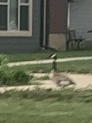 Branta canadensis