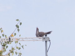 Anthochaera chrysoptera tasmanica