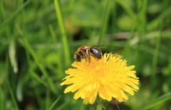 Andrena dunningi