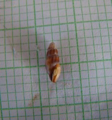 Neoguraleus lyallensis