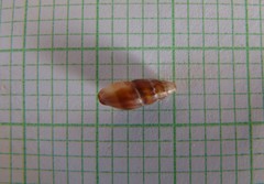 Neoguraleus lyallensis