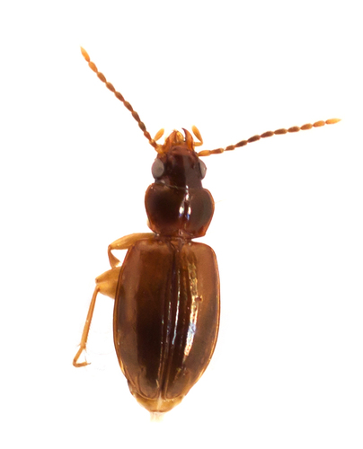 Disregarded Riverbank Ground Beetle
