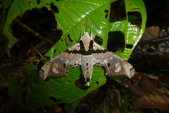 Adhemarius gannascus