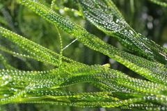 Urospora wormskioldii