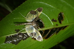 Syllepis