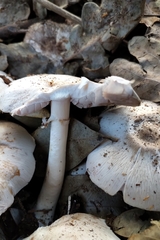 Agaricus moelleroides