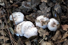 Agaricus moelleroides
