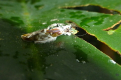 Antaeotricha