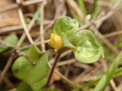 Lysimachia japonica
