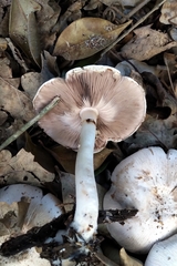 Agaricus moelleroides