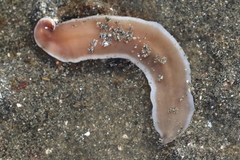 Cerebratulus marginatus