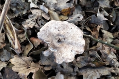 Agaricus moelleroides