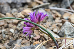 Allium sharsmithiae