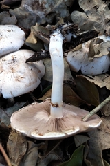 Agaricus moelleroides