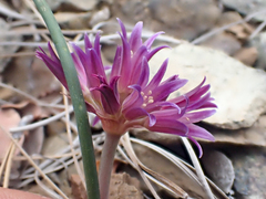 Allium sharsmithiae