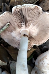 Agaricus moelleroides