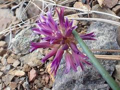 Allium sharsmithiae