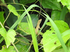 Anolis unilobatus