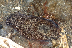 Aglaja ocelligera