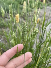 Phalaris caroliniana