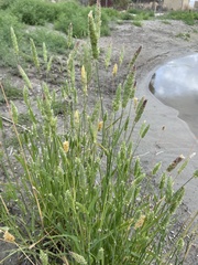 Phalaris caroliniana