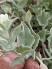 Calystegia malacophylla