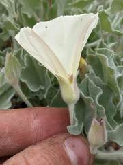 Calystegia malacophylla