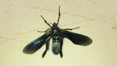 Macrocneme chrysitis