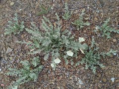Calystegia malacophylla