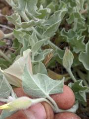 Calystegia malacophylla