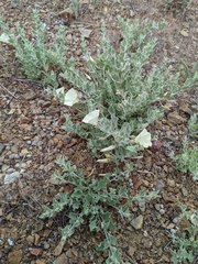 Calystegia malacophylla