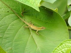 Anolis unilobatus