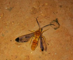 Isanthrene felderi