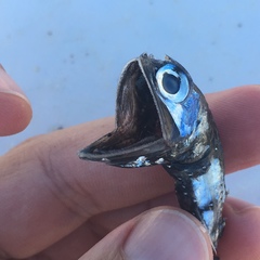 Ceratoscopelus maderensis