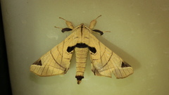 Apatelodes pandarioides