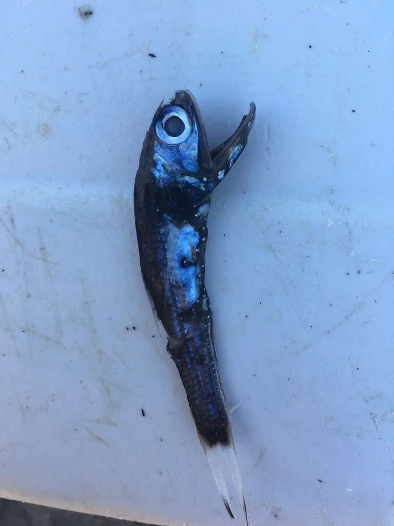 Madeira Lantern Fish
