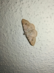 Frederickia flaviterminata