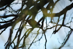 Tarphonomus certhioides