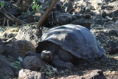 Chelonoidis niger