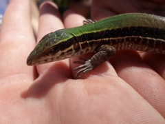Ameiva ameiva