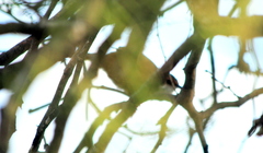 Tarphonomus certhioides