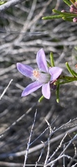 Philotheca salsolifolia
