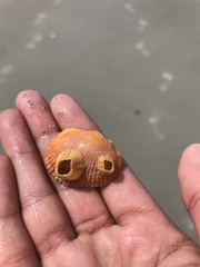 Amphibalanus venustus