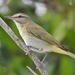 Vireo altiloquus - Photo (c) Kent Miller, μερικά δικαιώματα διατηρούνται (CC BY-ND), uploaded by Kent Miller