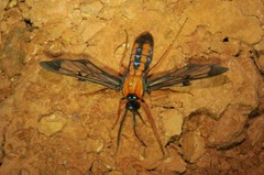 Cosmosoma sectinota