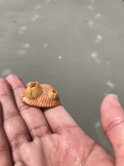 Amphibalanus venustus