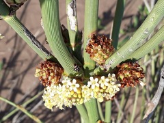 Neosparton ephedroides