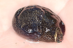 Aglaja ocelligera