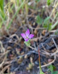 Clarkia affinis