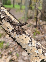 Steccherinaceae